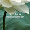 Fresh Lotus Youth Preserve Moisturizer, alternate product detail image.
