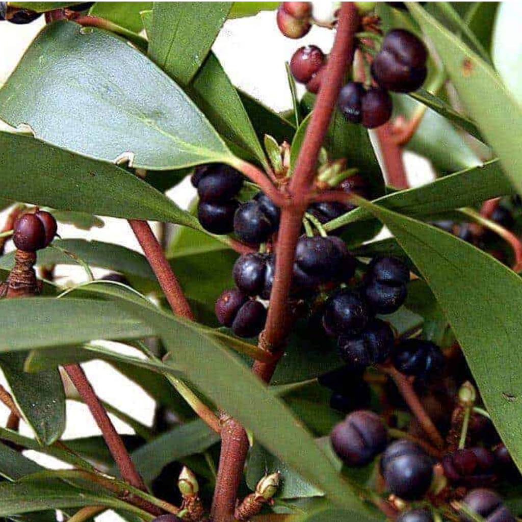 Botanical stock photograph used in the Mountain Pepper fragrance gallery